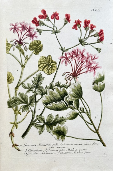 Johann Wilhelm Weinmann (1683–1741) – Various Geranium Species – Hand-coloured engraving (Circa 1740)