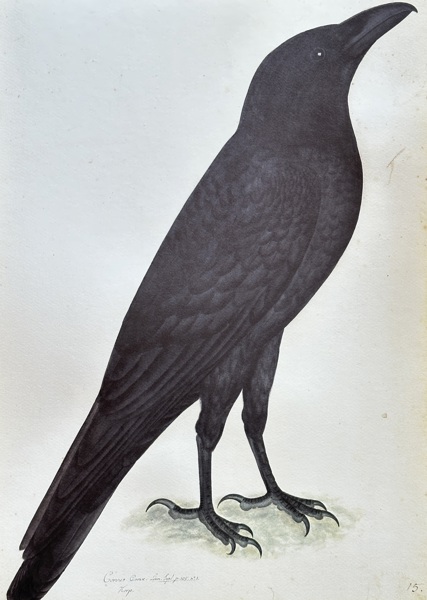 Olof Rudbeck the Younger (1660–1740), after – The Common Raven (1988) - Large 
