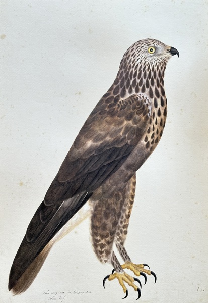 Olof Rudbeck the Younger (1660–1740) – Peregrine Falcon (Rare Bird) – Large Lithography