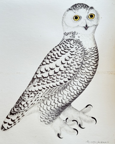 Olof Rudbeck the Younger (1660–1740) – Snowy Owl – Large Lithography