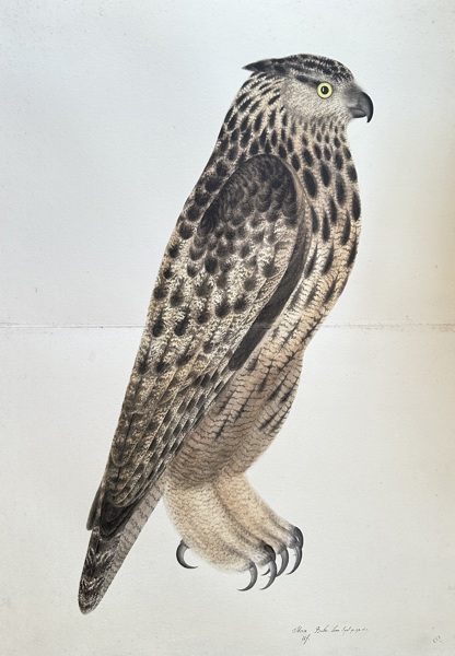 Olof Rudbeck the Younger (1660–1740) – Eurasian Eagle-Owl – Large Lithography