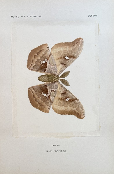 Sherman F. Denton (1856–1937) – Polyphemus Moth – Nature print (Circa 1898)