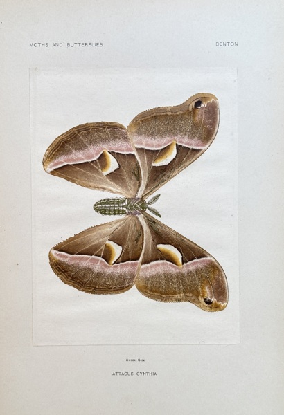 Sherman F. Denton (1856–1937) – Ailanthus Silk Moth – Nature print (Circa 1898)