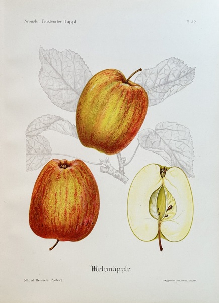 Henriette Sjöberg (1862–1912) – Melon Apple – Colour lithograph (1909)
