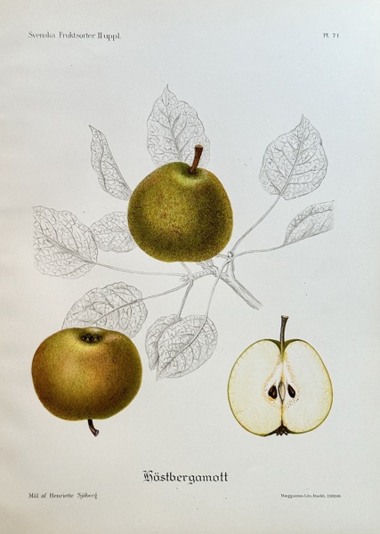 Henriette Sjöberg (1862–1912) – Autumn Bergamot Pear – Colour lithograph (1909)