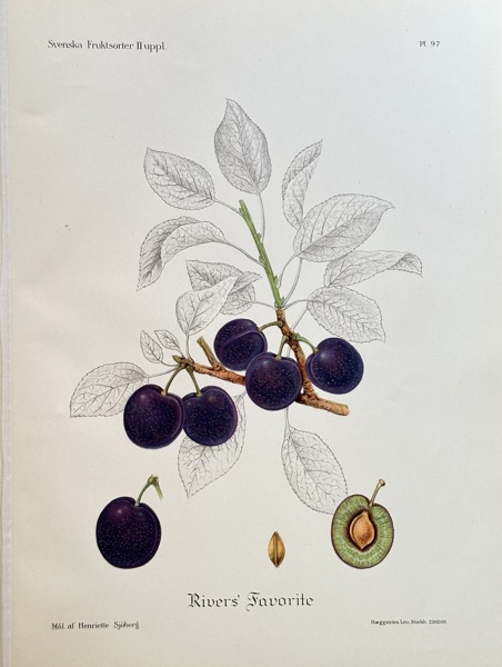 Henriette Sjöberg (1862–1912) – Rivers' Favorite Plum – Colour lithograph (1909)