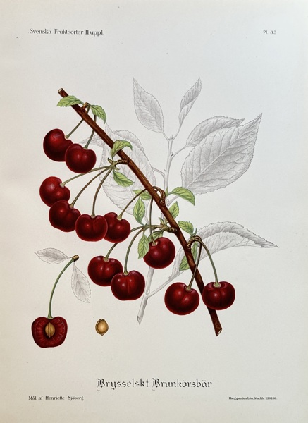 Henriette Sjöberg (1862–1912) – Brussels Brown Cherry – Colour lithograph (1909)