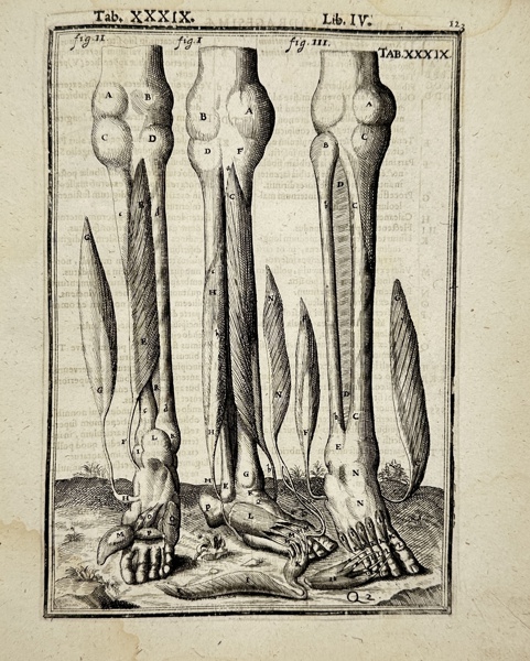 Adriaan van den Spiegel (XVII) & Giulio Casseri - Human Anatomy - Muscles of the lower leg and foot