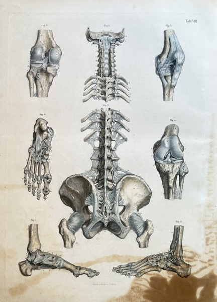 Carl Ernest Bock (1809–1874) – Anatomical Studies of the Skeleton and Joints – Hand-coloured engraving (1841)