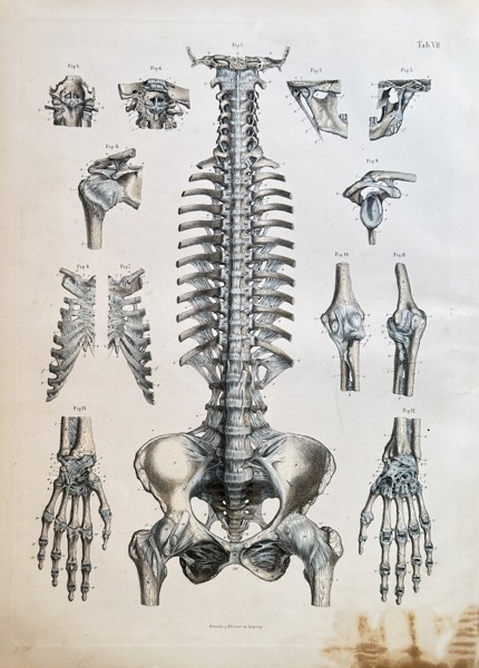 Carl Ernest Bock (1809–1874) – Anatomical Studies of the Spine, Pelvis, and Joints – Hand-coloured engraving (1841)