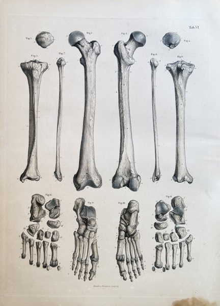 Carl Ernest Bock (1809–1874) – Anatomical Studies of the Leg and Foot – Hand-coloured engraving (1841)