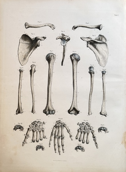 Carl Ernest Bock (1809–1874) – Anatomical Studies of the Shoulder, Arm, and Hand – Hand-coloured engraving (1841)