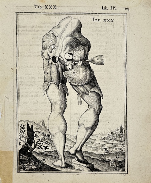 Adriaan van den Spiegel (XVII) & Giulio Casseri - Human Anatomy - Muscles of the back leg - De humani corporis fabrica liber decem