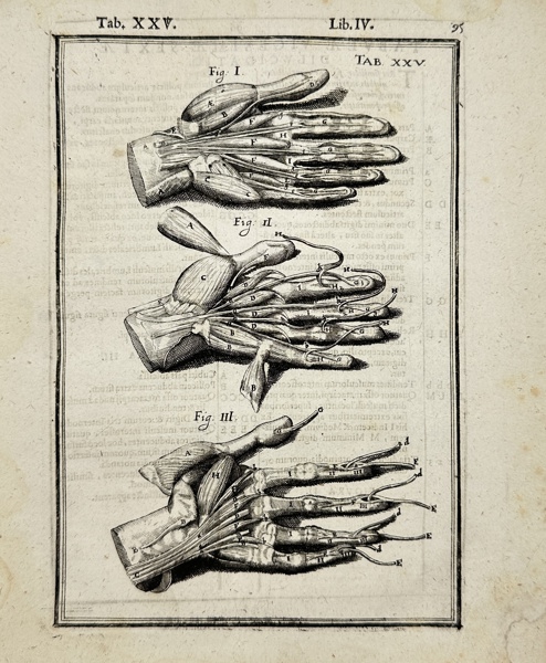 Adriaan van den Spiegel (XVII) & Giulio Casseri - Human Anatomy - Muscles and bones of the hand - De humani corporis fabrica liber decem