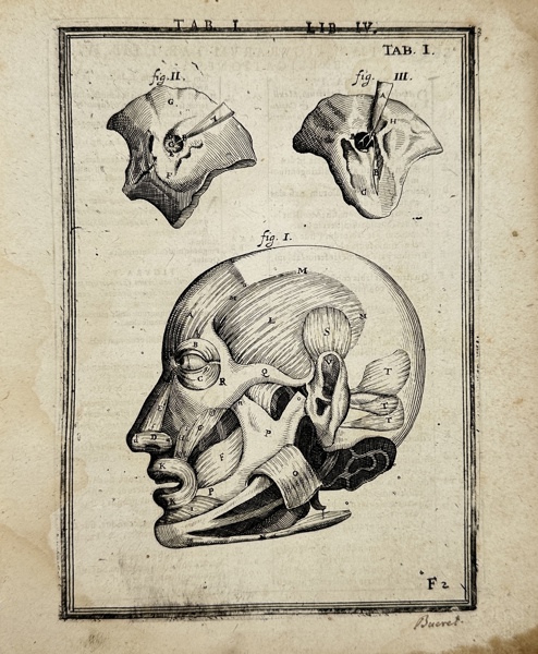 Adriaan van den Spiegel (XVII) & Giulio Casseri - Human Anatomy - Human Head - De humani corporis fabrica liber decem