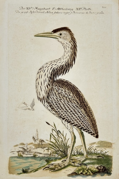 Johann Leonhard Frisch - Hand-coloured Engraving - Eurasian bittern - Botaurus stellaris