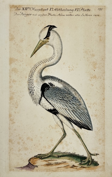 Johann Leonhard Frisch - Hand-coloured Engraving - Black-crowned night heron - Nycticorax nycticorax