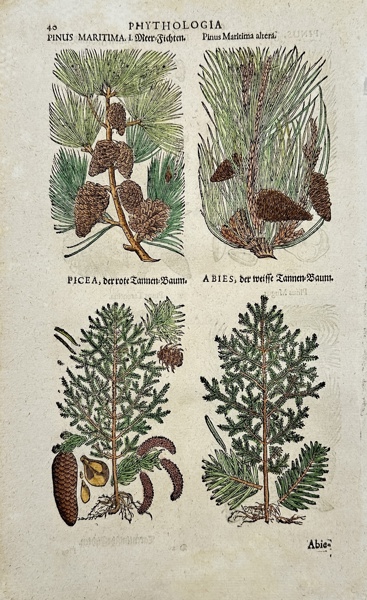 Johann Joachim Becher (1635-1682) - Incunabula, Botany - Picea abies - Norway spruce
Pinus pinaster - Maritime pine
Abies - Fir