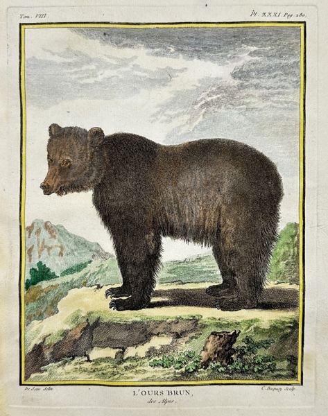 Jacques de Seve & de Buffon - The Alpine brown bear - Ursus arctos