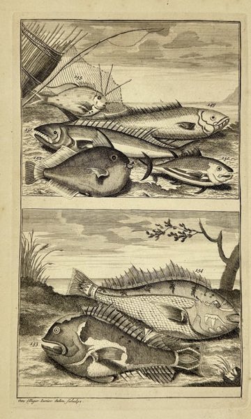 François Valentijn & Christiaan Elliger – Tropical Fish from the Moluccas – Copperplate engraving
