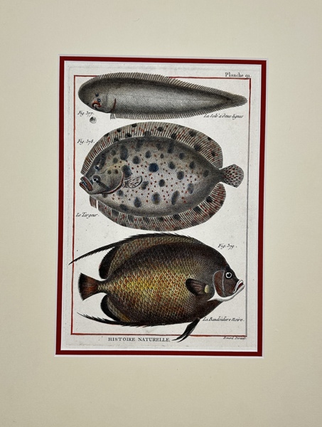 Pierre Joseph Bonnaterre & Robert Benard - Original 18th Century Hand Coloured Fish Engraving