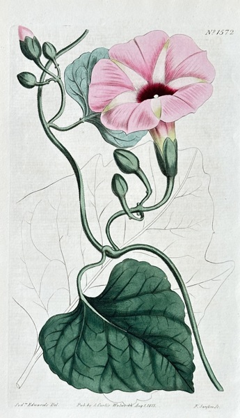 William Curtis (1746-1799) – Convolvulus Lineatus (Dwarf Bindweed) – Hand-coloured Engraving (1813)