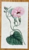 William Curtis (1746-1799) – Convolvulus Lineatus (Dwarf Bindweed) – Hand-coloured Engraving (1813)