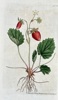 William Curtis (1746-1799) – Fragaria Monophylla (One-Leaved Strawberry) – Hand-coloured Engraving (1789)