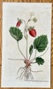 William Curtis (1746-1799) – Fragaria Monophylla (One-Leaved Strawberry) – Hand-coloured Engraving (1789)