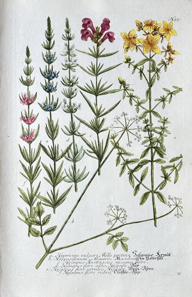 Johann Wilhelm Weinmann (1683-1741) –  Medicinal Herbs (Alopecurus, Milfoil, St. John’s Wort, and others) – Hand-coloured engraving (circa 1737-1745)