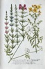 Johann Wilhelm Weinmann (1683-1741) – Medicinal Herbs (Alopecurus, Milfoil, St. John’s Wort, and others) – Hand-coloured engraving (circa 1737-1745)