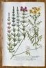 Johann Wilhelm Weinmann (1683-1741) – Medicinal Herbs (Alopecurus, Milfoil, St. John’s Wort, and others) – Hand-coloured engraving (circa 1737-1745)