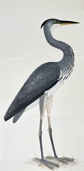 Olof Rudbeck the Younger (1660-1740) – Grey Heron – Hand-coloured Engraving 
