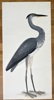 Olof Rudbeck the Younger (1660-1740) – Grey Heron – Facsimile print printed on quality paper