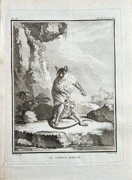 Georges-Louis Leclerc, Comte de Buffon (1707–1788) – Le Sariguë Femelle (The Female Opossum) – Engraving
