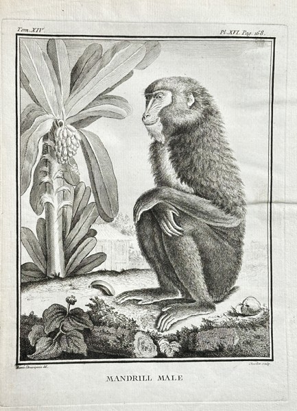 Georges-Louis Leclerc, Comte de Buffon (1707–1788) – Mandrill Mâle (The Male Mandrill) – Engraving