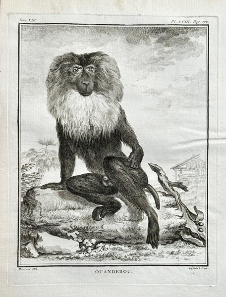 Georges-Louis Leclerc, Comte de Buffon (1707–1788) – Ouanderou (The Lion-Tailed Macaque) – Engraving