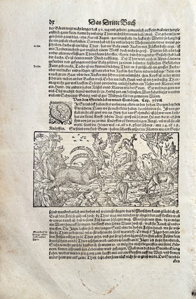 Sebastian Münster (1488–1552) – Das Dritte Buch (Fauna of German Lands) – Woodcut (Circa 1570)