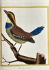 François Nicolas Martinet (c. 1725–1804) – Guiana Thrush (Merle, de la Guiane) – Hand-coloured Engraving (Circa 1760)