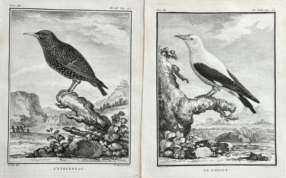 Georges-Louis Leclerc, Comte de Buffon (1707–1788) – Set of Two: The Starling and The Oriole – Copperplate Engraving (Circa 1775)