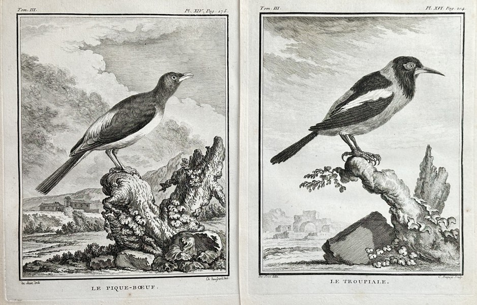 Georges-Louis Leclerc, Comte de Buffon (1707–1788) – Set of Two: The Oxpecker and The Troupial – Copperplate Engraving (Circa 1775)