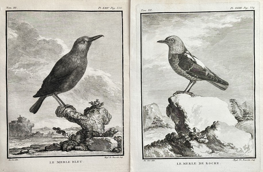 Georges-Louis Leclerc, Comte de Buffon (1707–1788) – Set of Two: The Blue Merle and The Rock Thrush – Copperplate Engraving (Circa 1775)