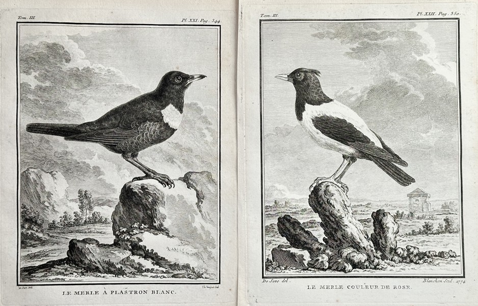 Georges-Louis Leclerc, Comte de Buffon (1707–1788) – Set of Two: The Ring Ouzel and The Rosy Starling – Copperplate Engraving (Circa 1775)
