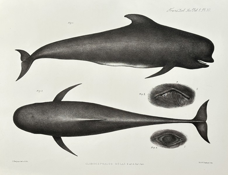 C. Berjeau (fl. Mid-19th Century) – Long-finned Pilot Whale (Globicephalus melas) – Lithograph (Mid-19th Century)