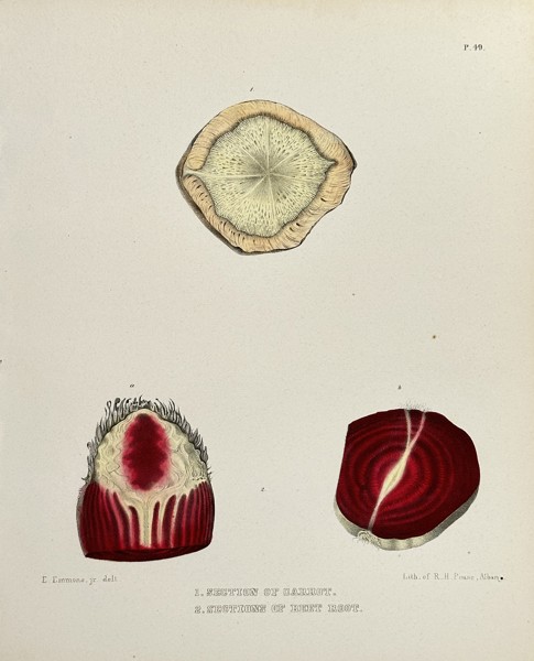 Ebenezer Emmons, Jr. (fl. Mid-19th Century) – Sections of Carrot and Beet Root – Chromolithograph (Circa 1851)