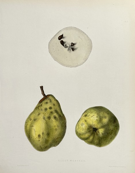 Ebenezer Emmons, Jr. (fl. Mid-19th Century) – Clout Norgau Pear – Chromolithograph (Circa 1851)