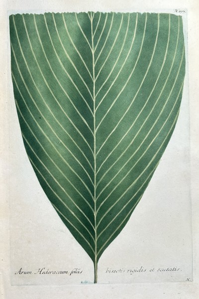 Johann Wilhelm Weinmann (1683–1741) – Arum Hodoraceum with Short, Rigid, and Scarious Leaves – Hand-colouring engraving (Circa 1740)