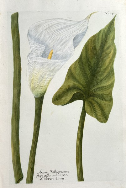 Johann Wilhelm Weinmann (1683–1741) – Calla Lily (Arum Aethiopicum flore albo odorato) – Hand-colouring engraving (Circa 1740)