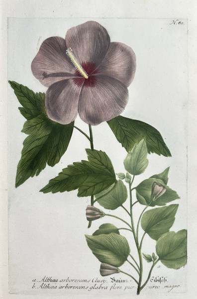 Johann Wilhelm Weinmann (1683–1741) – Tree Mallow with Large Purple Flower (Althaea arborescens varieties) – Hand-colouring engraving (Circa 1740)
