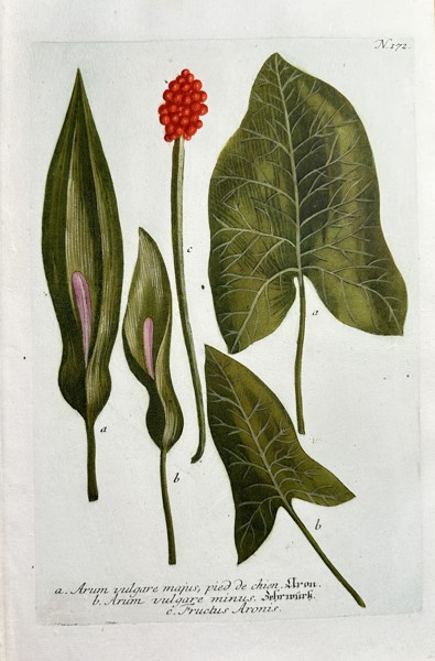Johann Wilhelm Weinmann (1683–1741) – Cuckoo Pint (Arum vulgare) Varieties and Fruit – Hand-colouring engraving (Circa 1740)